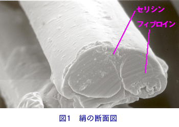 絹の断面図